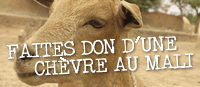 Faites don d'une ch&egrave;vre au Mali