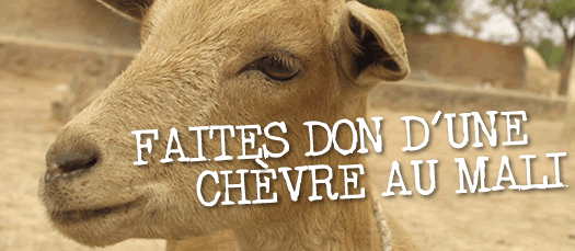 Faites don d'une ch&egrave;vre au Mali!